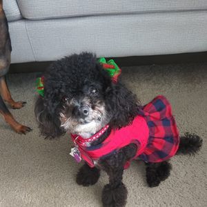 Meet your Posher, Lisi